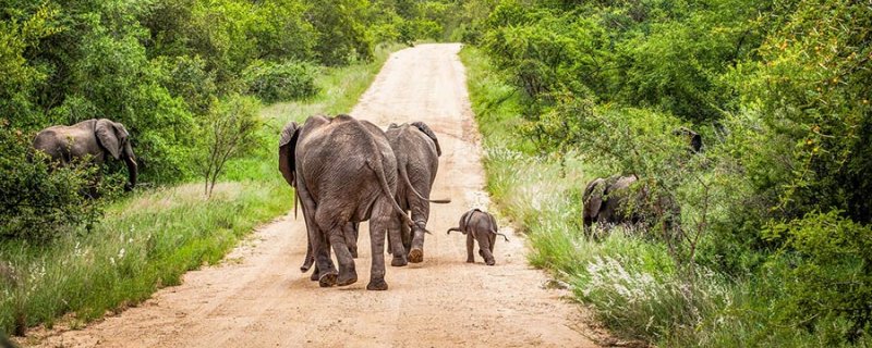 AIDA Ausflug ab Port Elizabeth: Safari im Kariega-Reservat