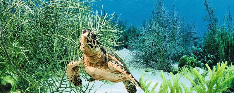 Ausflug ab Bonaire: Schnorchelsafari mit dem Elektrokatamaran