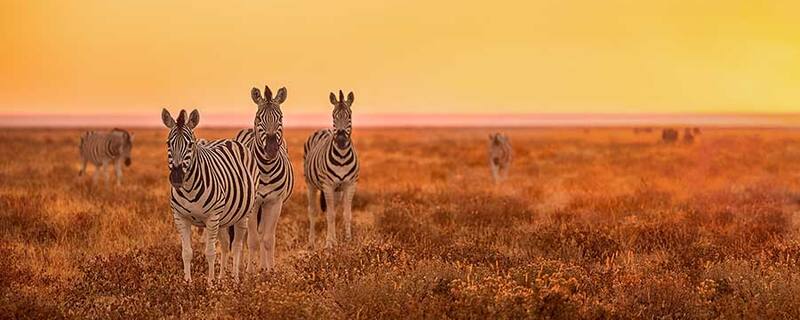 AIDA Ausflug ab Port Elizabeth:  Safari und Abendessen im Schotia Wildtierreservat