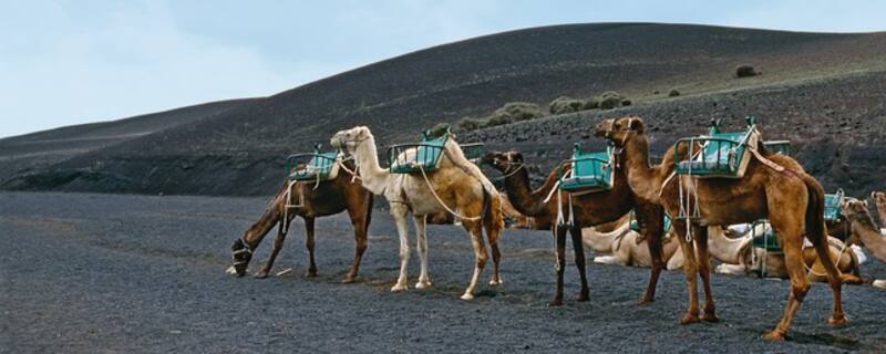 AIDA Ausflug auf Lanzarote: Timanfaya-Nationalpark: Feuerberge und Kamele