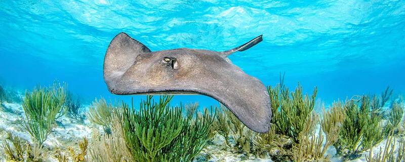 AIDA Ausflug auf Antigua: Begegnung mit Rochen