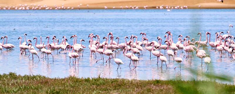 AIDA Ausflug ab Walvis Bay: Die Schätze der Namib-Wüste