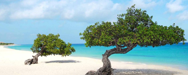 AIDA Ausflug auf Aruba: Aruba komplett inklusive Strandaufenthalt am Eagle Beach