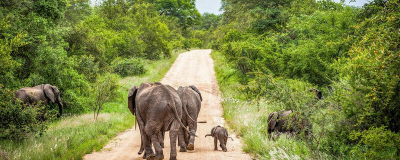 AIDA Ausflug ab Port Elizabeth: Zu Besuch im Kwantu-Reservat