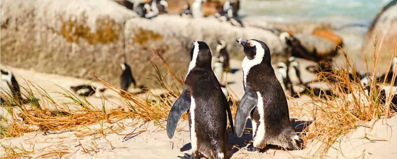AIDA Ausflug ab Kapstadt: Kap der Guten Hoffnung und Pinguinkolonie