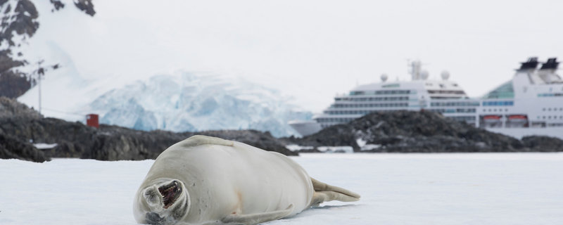 Im Vordergrund eine gähnende Robbe, im Hintergrund die Seabourn Quest