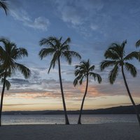 Palmen am Strand