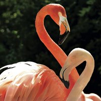 Walfischbucht Kreuzfahrt Ausflüge