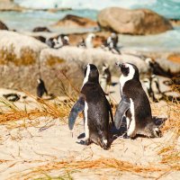 Ausflug in Kapstadt zur Pinguinkolonie