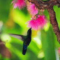Ausflug auf St. Vincent und den Grenadinen
