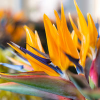 Kanaren & Madeira mit La Palma Ausflug Blütenpracht auf Madeira