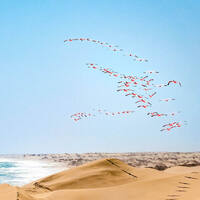 Ausflug ab Walvis Bay