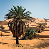 AIDA Orient