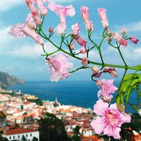 KANAREN & MADEIRA 4