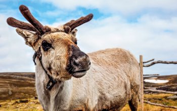Highlights am Polarkreis ab Hamburg