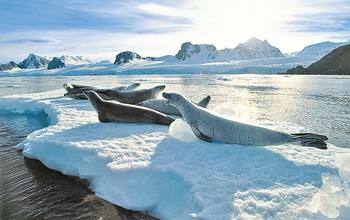 Grönland & Island Kreuzfahrt mit AIDA