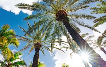 Von Barbados nach Teneriffa mit AIDA