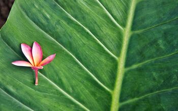 Von Hamburg nach Barbados mit AIDA