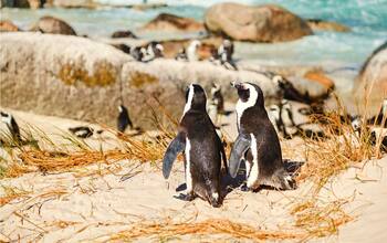 Weltenbummler Südafrika & Mauritius 2 mit AIDA