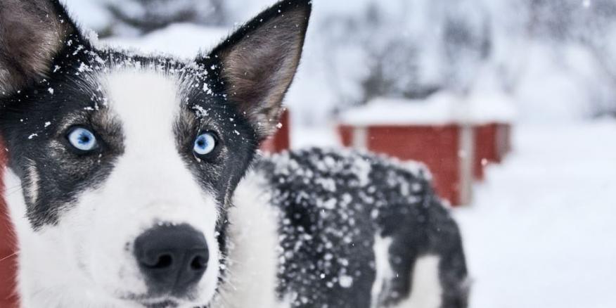 Hund Nimmt Nicht Zu